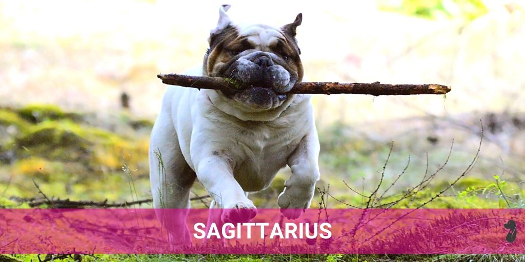 MONTHLY DOG HOROSCOPE JULY SAGITTARIUS